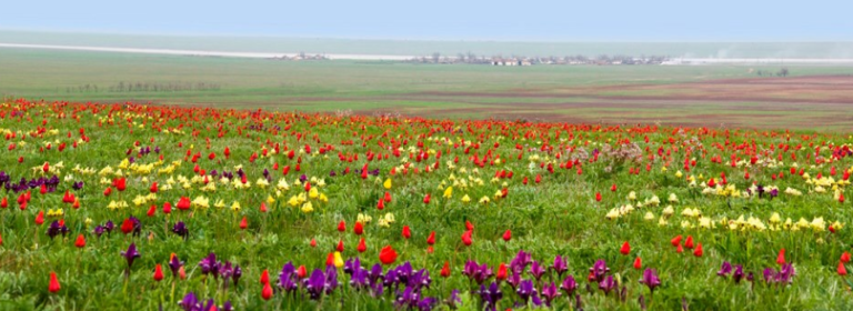 Фото дикие тюльпаны казахстан