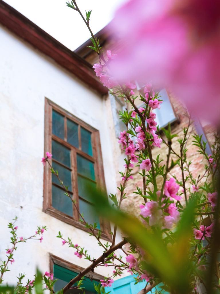 Весенние цветы на Кавказе. Персик цветёт в Пятигорске