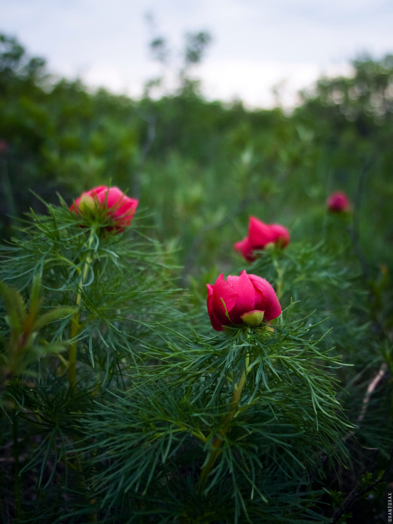 Пион узколистый - весенний цветок на юге России