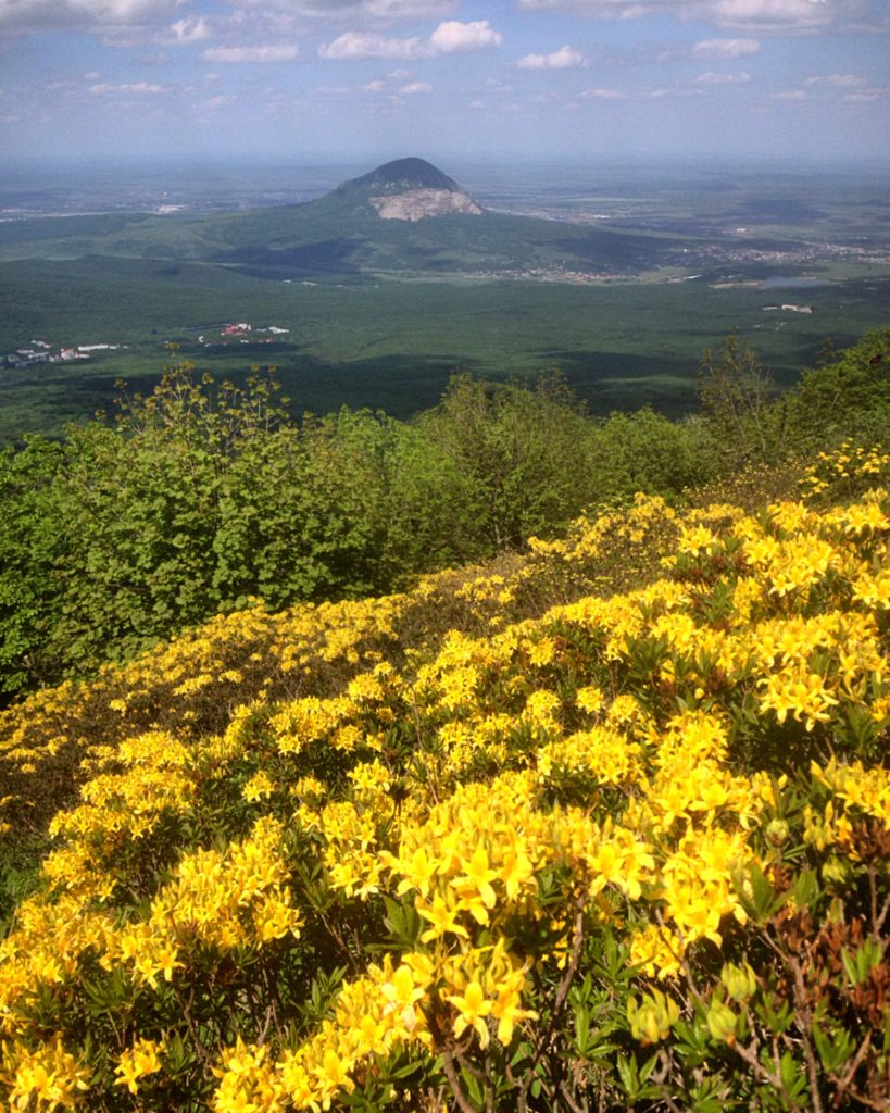 Рододендрон жёлтый на склонах горы Бештау