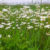 Ромашковые поля. Цветущая красота Ставропольского края