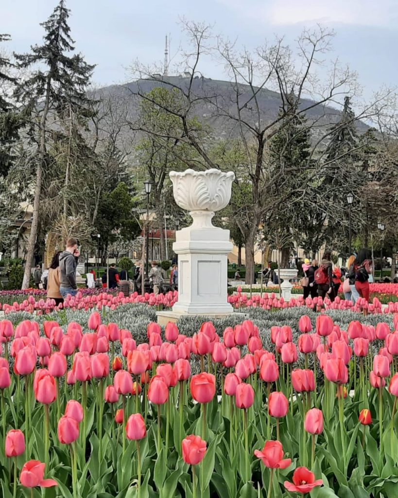 Массовое цветение тюльпанов в Пятигорске. Парк Цветник