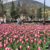 Массовое цветение тюльпанов в Пятигорске. Парк Цветник