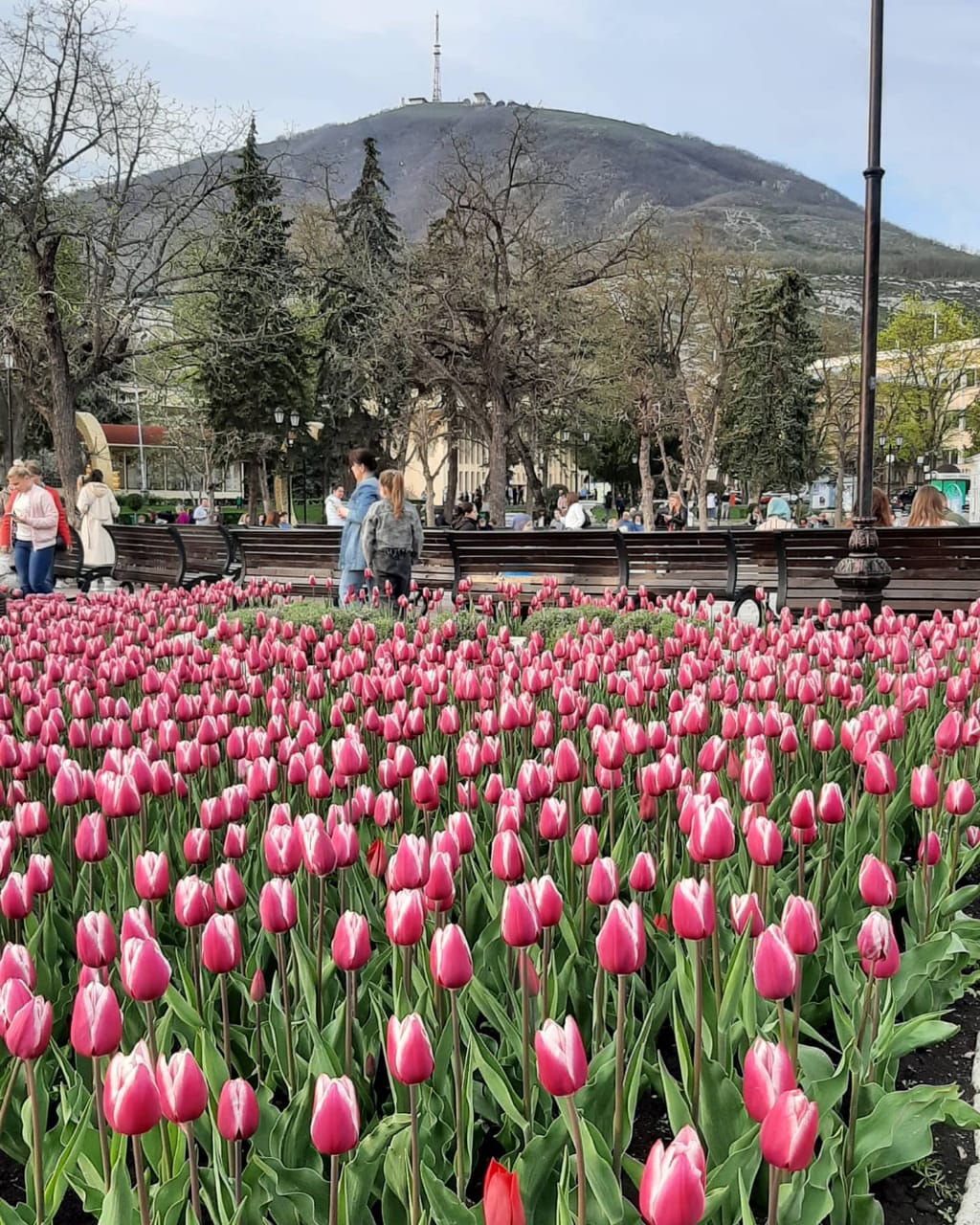 Массовое цветение тюльпанов в