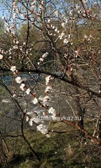 Весенние цветущие деревья около горной речки в Пятигорске