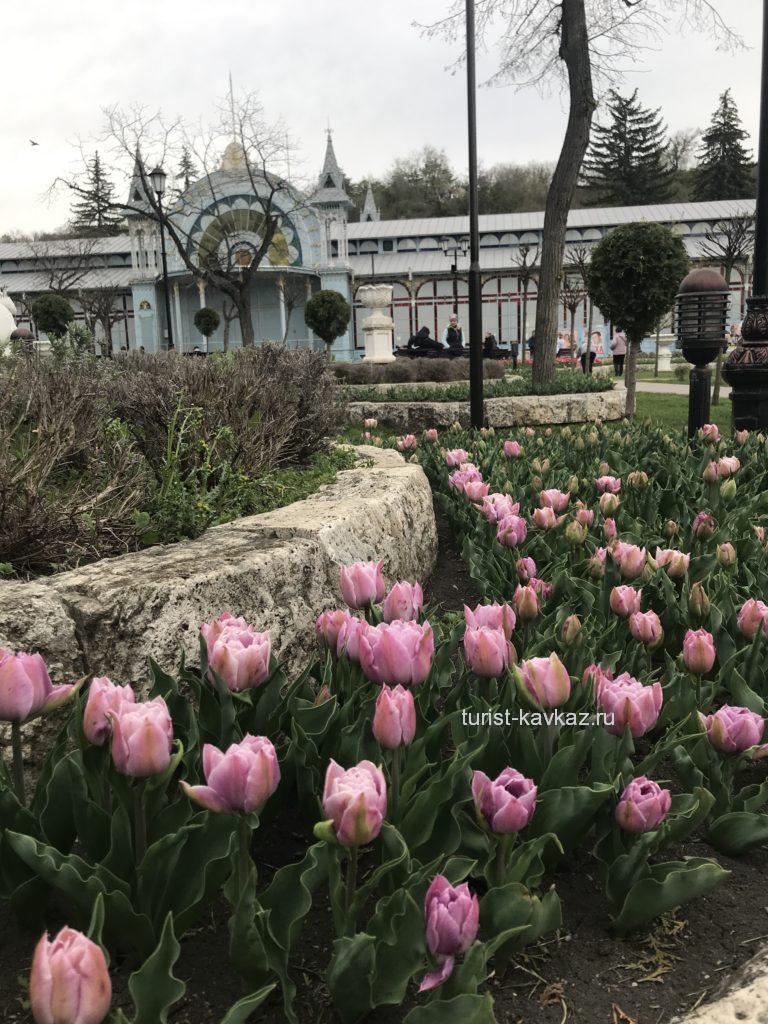 Тюльпаны в пятигорском парке Цветник