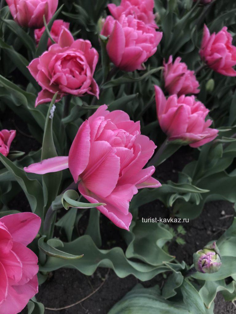 Тюльпаны в пятигорском парке Цветник
