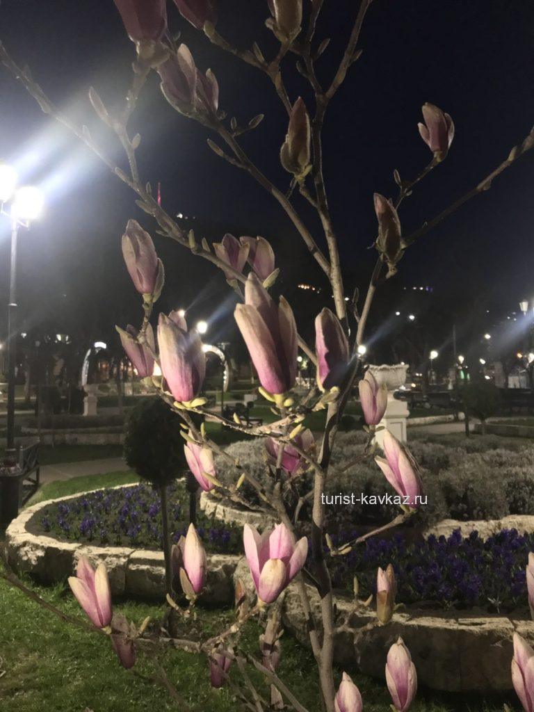 Цветение магнолии в пятигорском парке «Цветник»