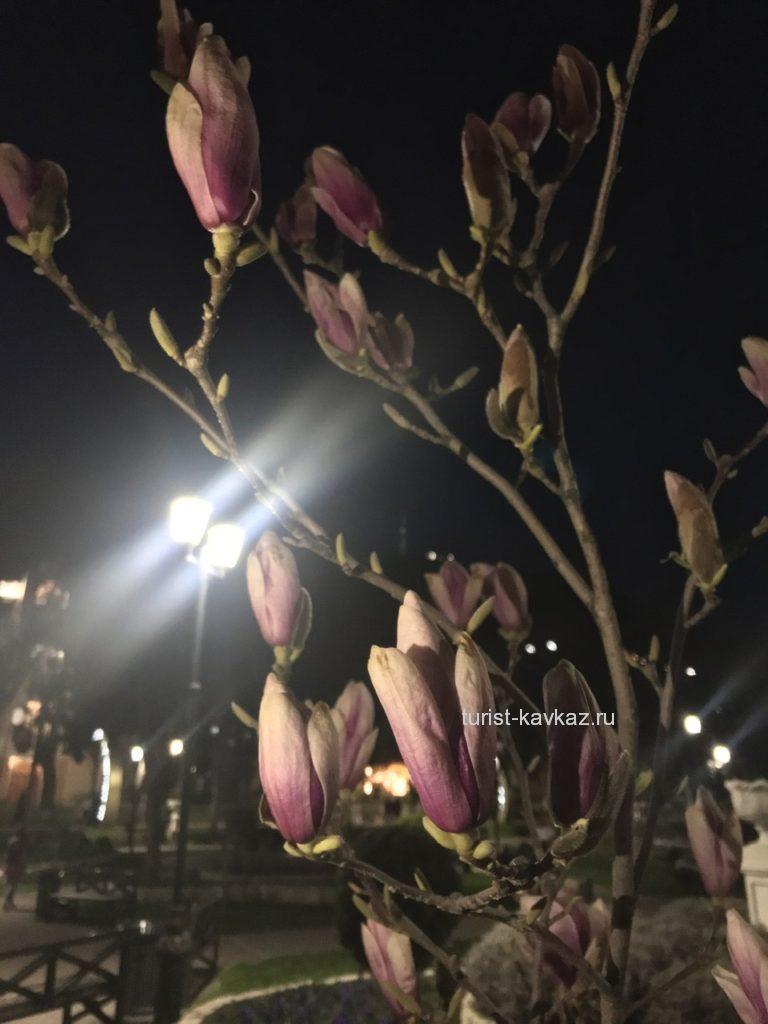 Цветение магнолии в пятигорском парке «Цветник»